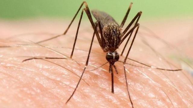 Un mosquito transmisor de virus